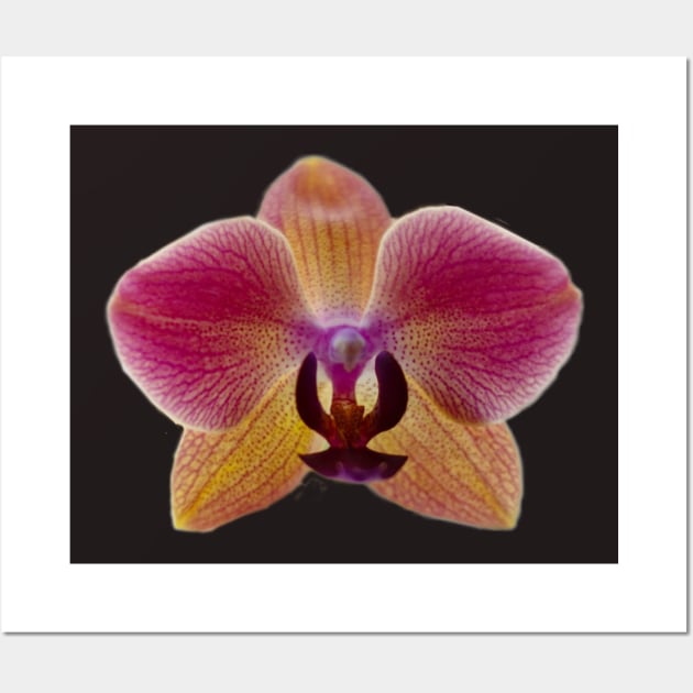 Pink and Yellow Orchid with Red Veins Wall Art by ArtMorfic